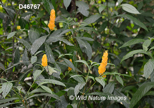 Pachystachys lutea